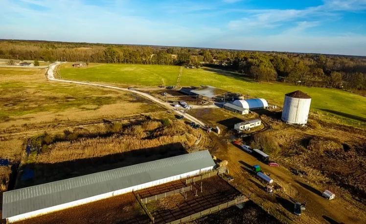 Cows at the Gaushala