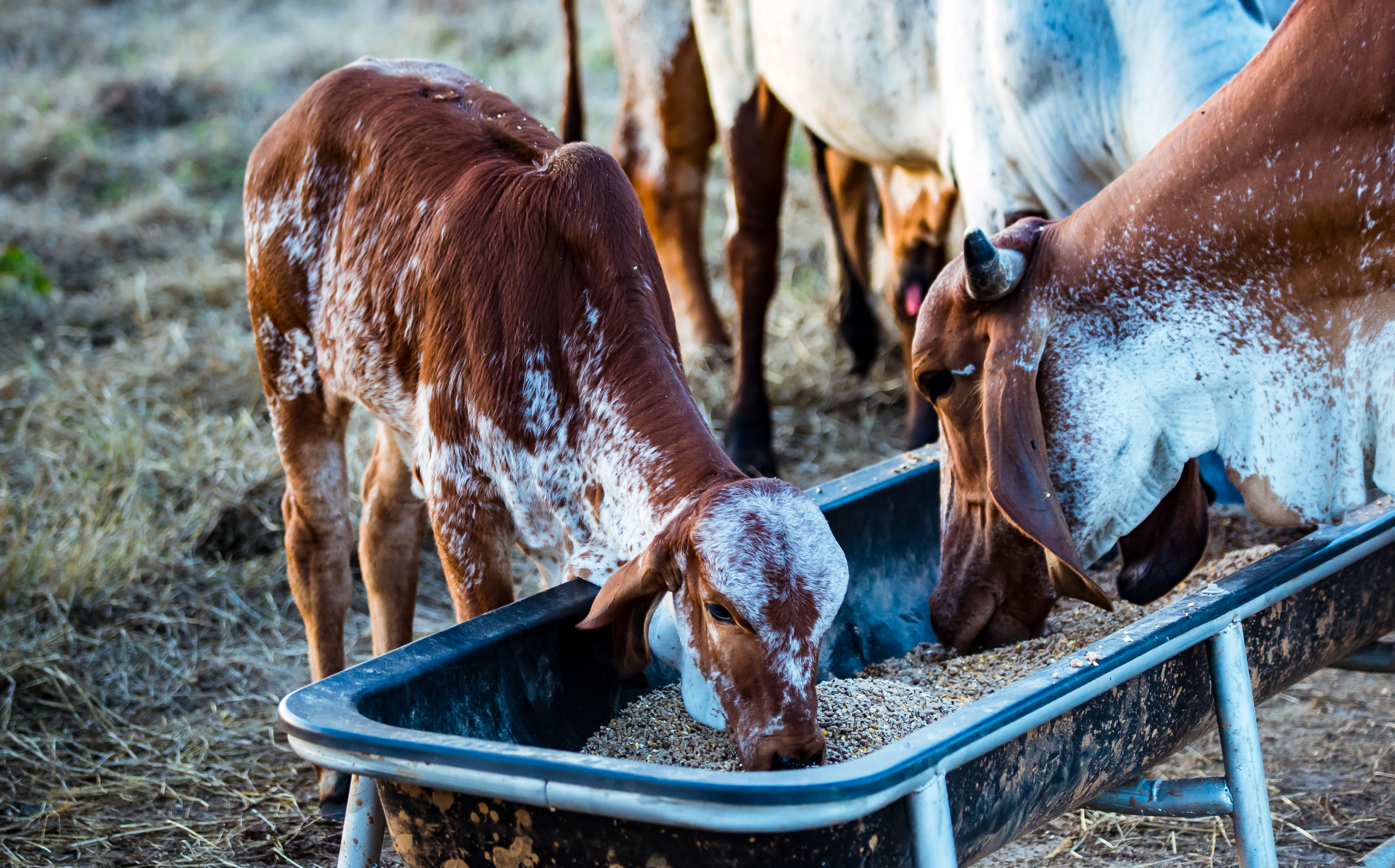 Close-up of a cow