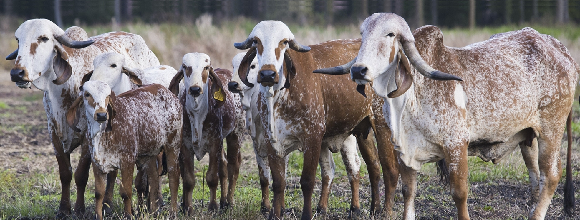 Fresh fodder and hay bales at the gaushala