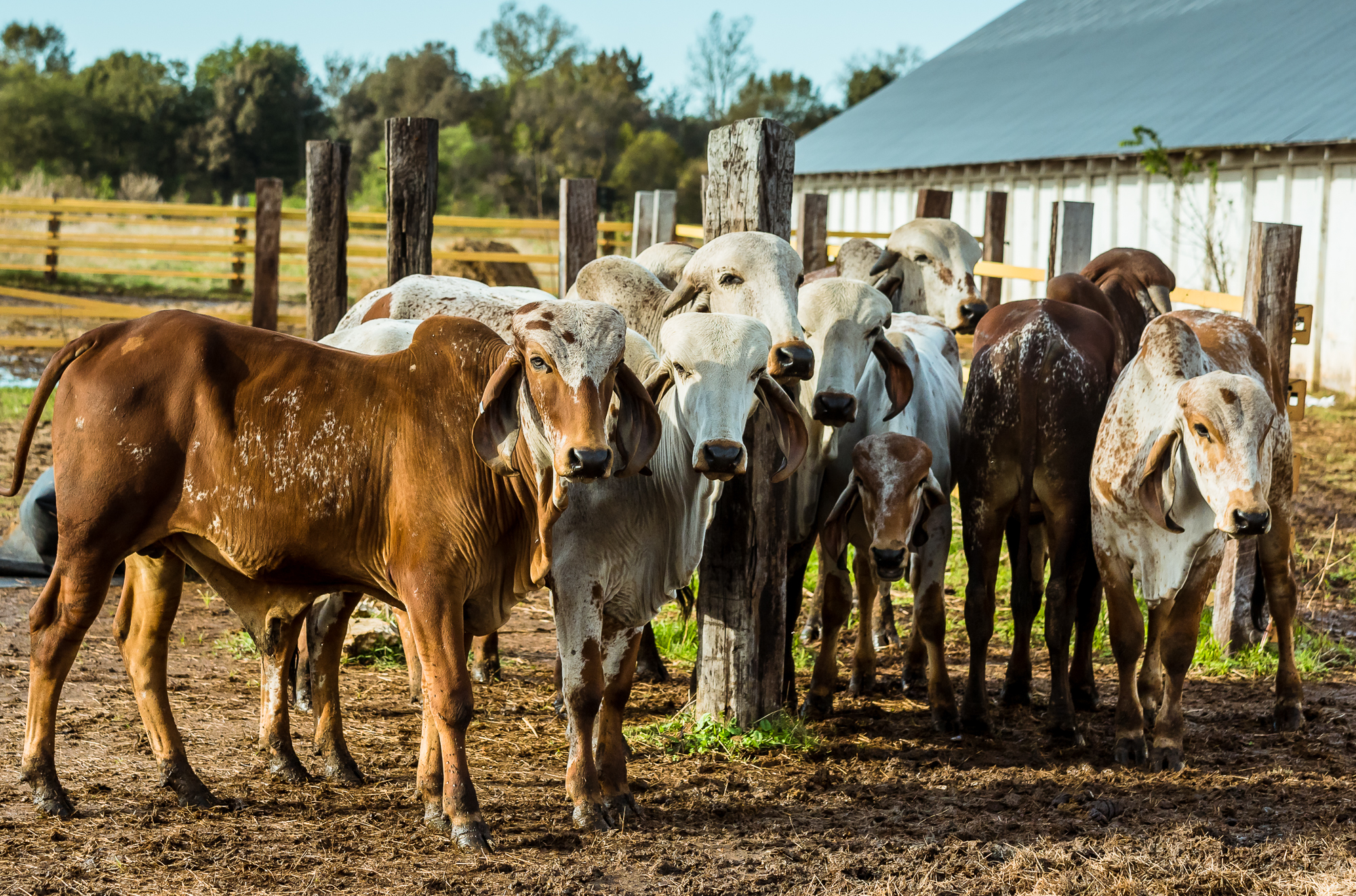 Gaushala cows resting in the pasture